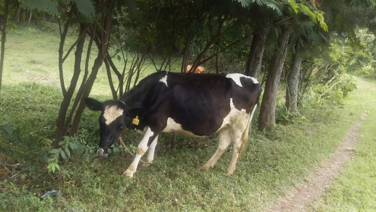 Siga Morder Dairy Farm