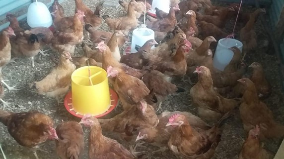 Siga Poultry Farm We Pride Ourselves In Eggs Hatchery Chicks And Chicken Production