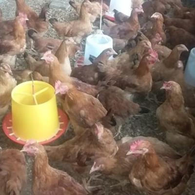 Siga Poultry Farm We Pride Ourselves In Eggs Hatchery Chicks And Chicken Production